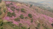  2016. 4. 15. 고려산진달래축제 개화현황 