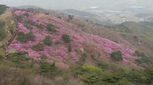  2016. 4. 16. 고려산진달래축제 개화현황  