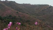  2016. 4. 7. 고려산진달래축제 개화현황 