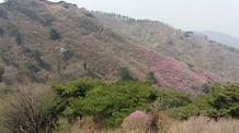  2016. 4. 8. 고려산진달래축제 개화현황 