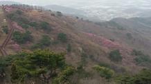 2017. 4. 11. 고려산진달래축제 개화현황 
