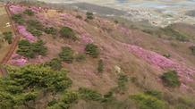  2017. 4. 14. 고려산진달래축제 개화현황  