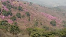 2017. 4. 15. 고려산진달래축제 개화현황 
