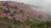 2017. 4. 16. 고려산진달래축제 개화현황 