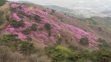 2017. 4. 17. 고려산진달래축제 개화현황