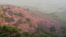 2017. 4. 18. 고려산진달래축제 개화현황