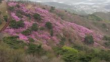 2017. 4. 20. 고려산진달래축제 개화현황 
