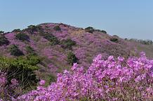 2017. 4. 19. 고려산진달래축제 개화현황 