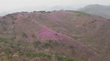 2018. 4. 16. 고려산 진달래 개화상황