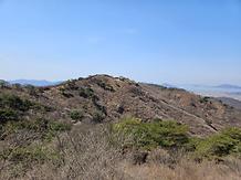 	2024. 3. 31. 고려산 진달래 개화현황