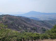 	2024. 4. 4. 고려산 진달래 개화현황