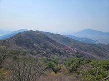 	2024. 4. 5. 고려산 진달래 개화현황