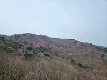 	2024. 4. 6. 고려산 진달래 개화현황