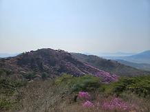 2024. 4. 7. 고려산 진달래 개화현황