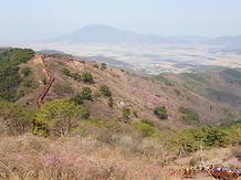 2019 4.13 고려산 진달래 개화현황