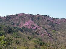 2019 4. 17 고려산 진달래 개화현황 