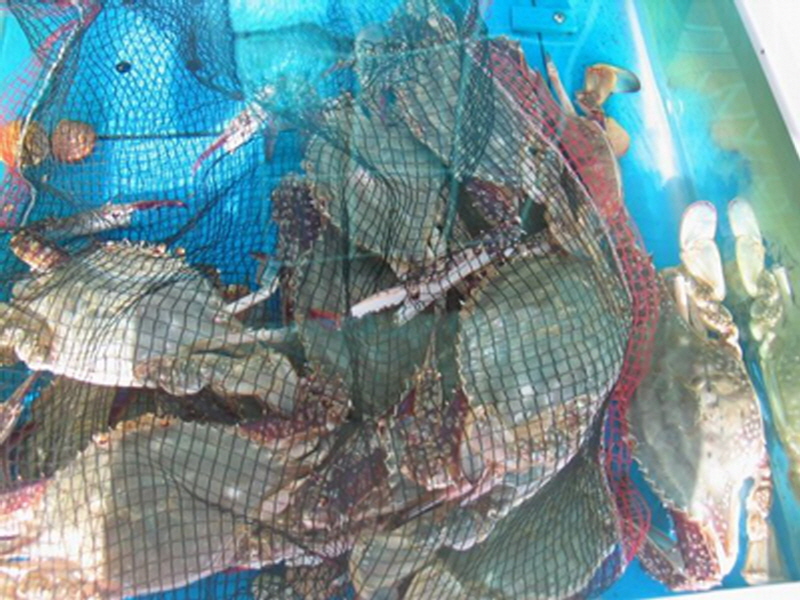 외포리꽃게집 사진6