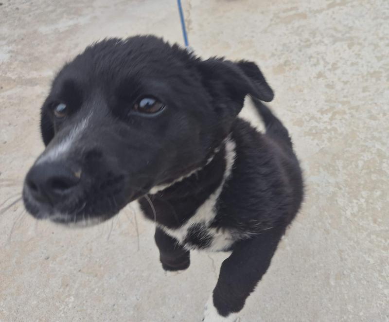 마르첼로(족구장과 반려동물 동반 가능한 독채펜션) 사진10