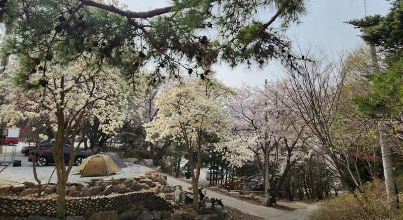 자연과 숲 사진