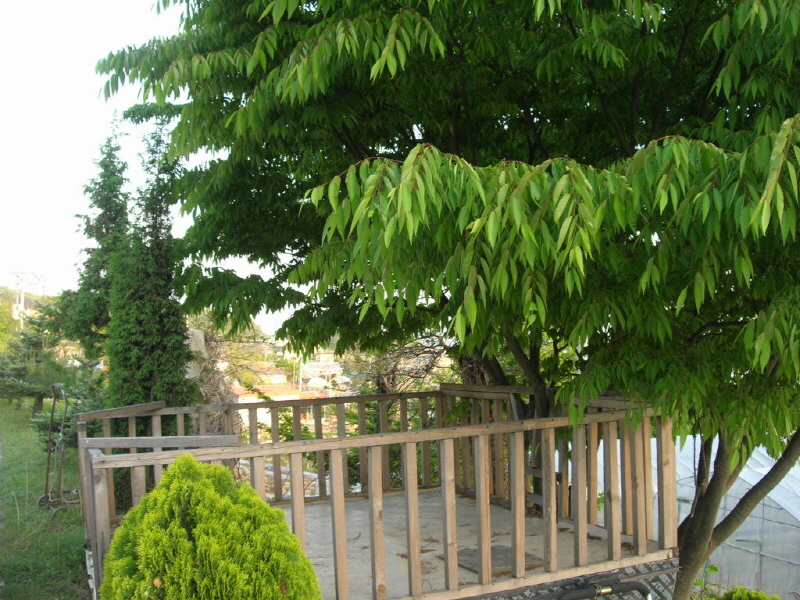 은행나무 사진3