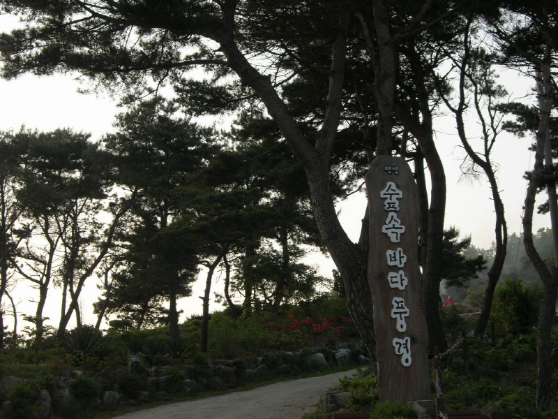 숲속바다풍경 사진