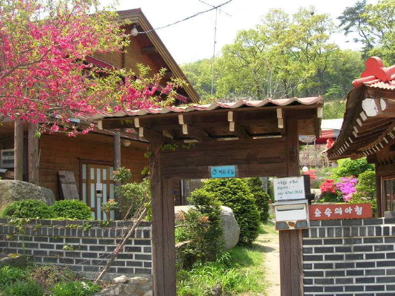 숲속의 아침 사진4