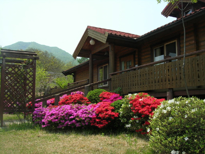 숲속의 아침 사진5