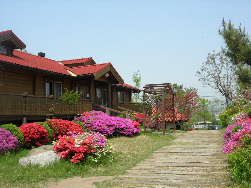 숲속의 아침 사진6