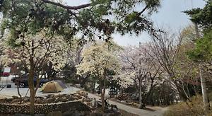 자연과 숲 사진