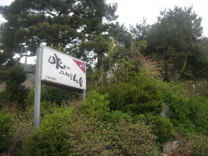 바다가 그리운 나무 사진