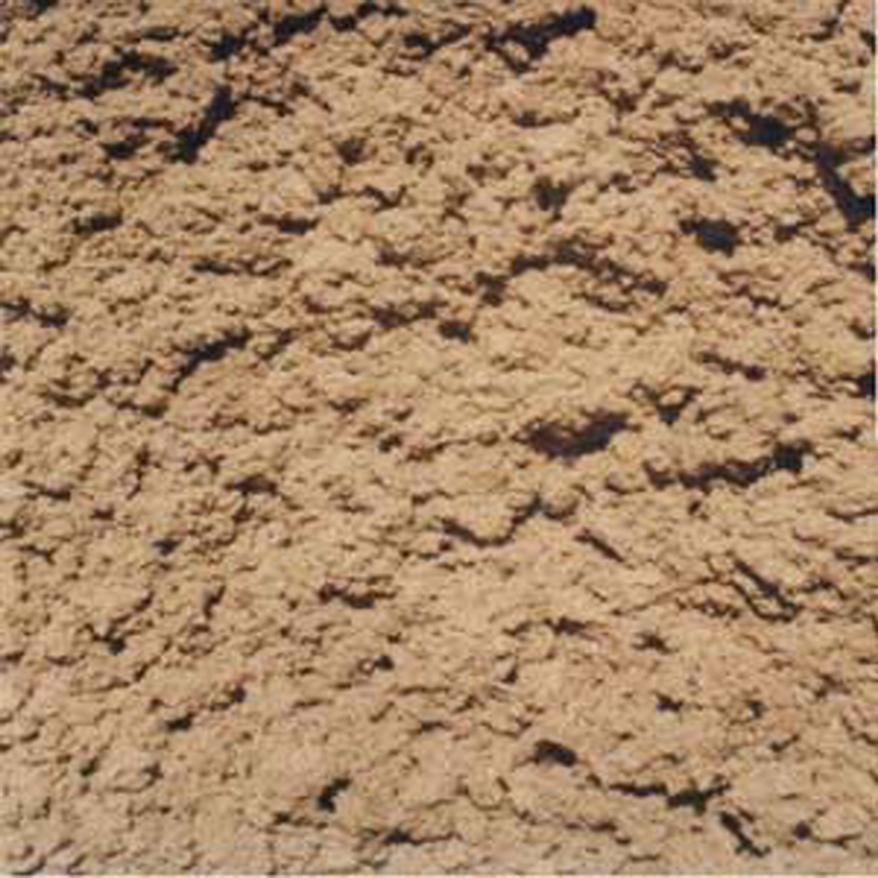 강화 사자발쑥 사진