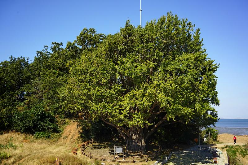 강화 볼음도 은행나무 사진13