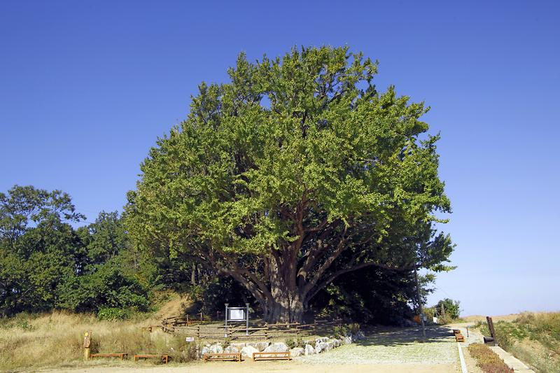 강화 볼음도 은행나무 사진15