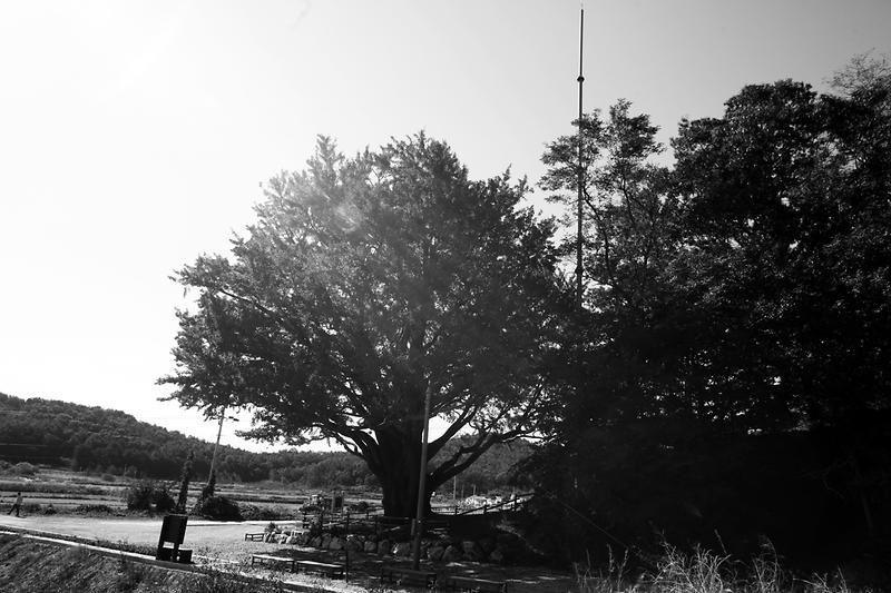 강화 볼음도 은행나무 사진17