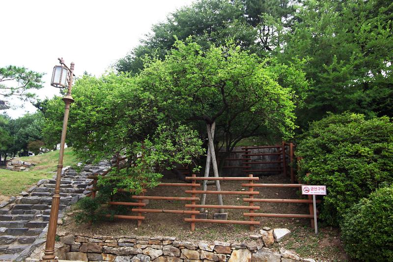 강화 갑곶리 탱자나무 사진1