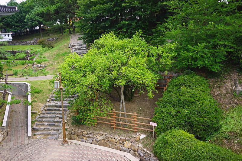 강화 갑곶리 탱자나무 사진2