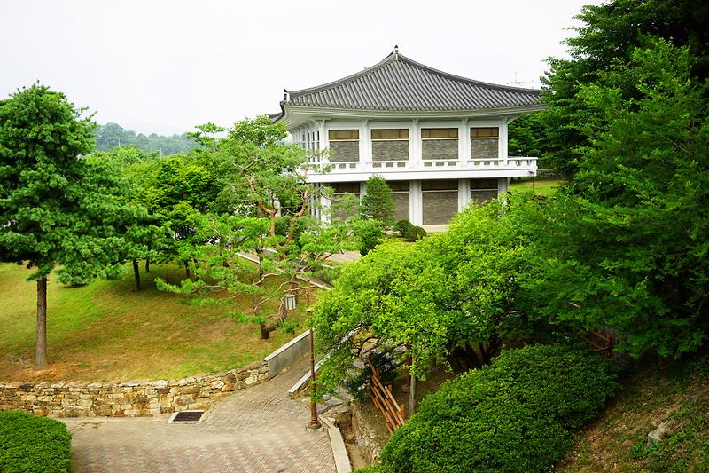 강화 갑곶리 탱자나무 사진4