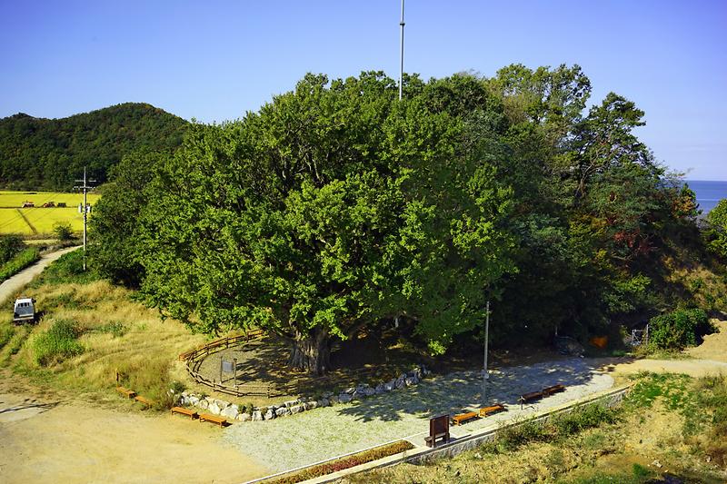 강화 볼음도 은행나무 사진7