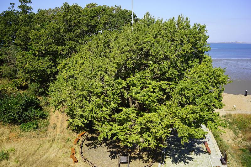 강화 볼음도 은행나무 사진6