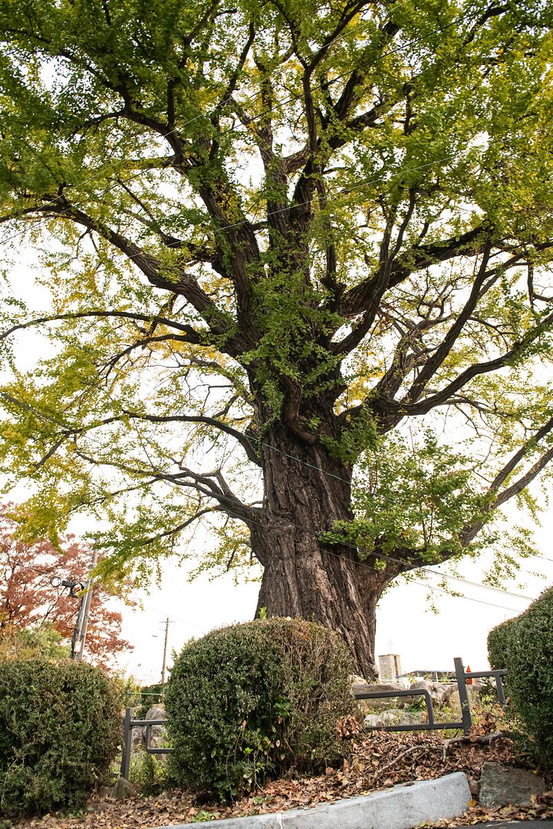 700년 은행나무 사진