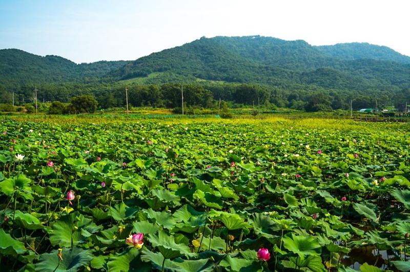 고구저수지 사진2