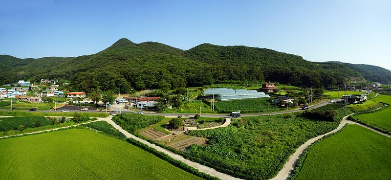 강화 사기리 탱자나무 사진1