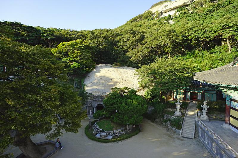 강화 보문사 향나무 사진2