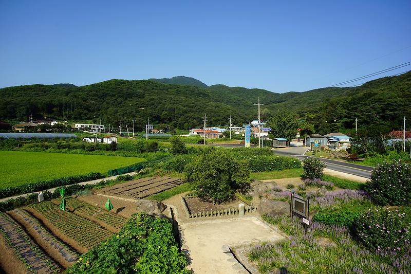 강화 사기리 탱자나무 사진2