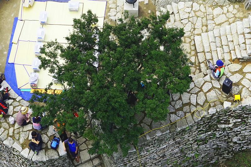 강화 참성단 소사나무 사진1