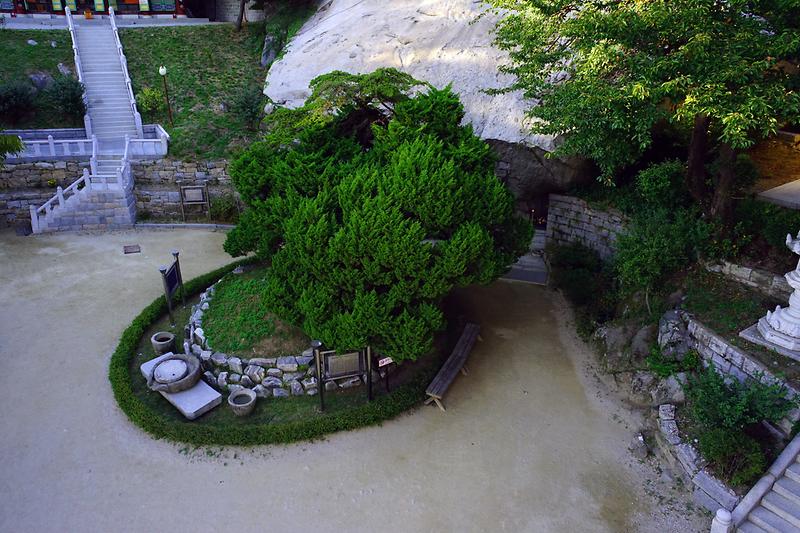 강화 보문사 향나무 사진3