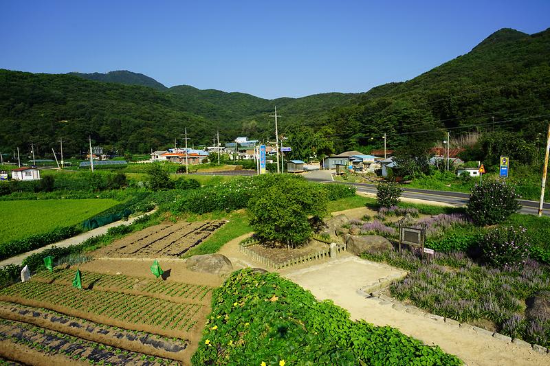 강화 사기리 탱자나무 사진3