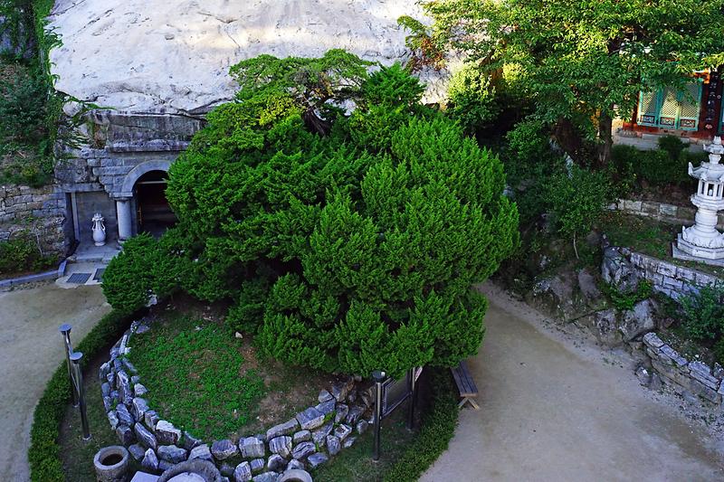 강화 보문사 향나무 사진4