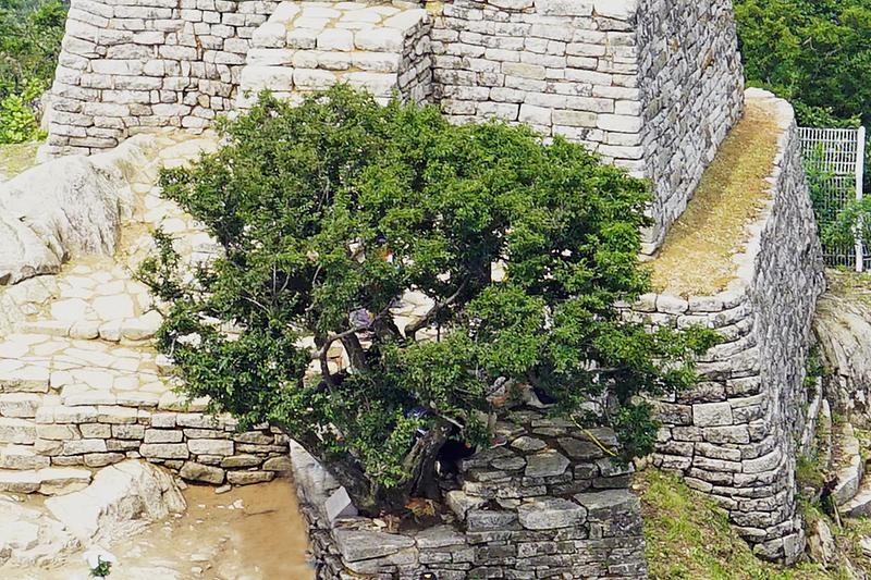 강화 참성단 소사나무 사진3