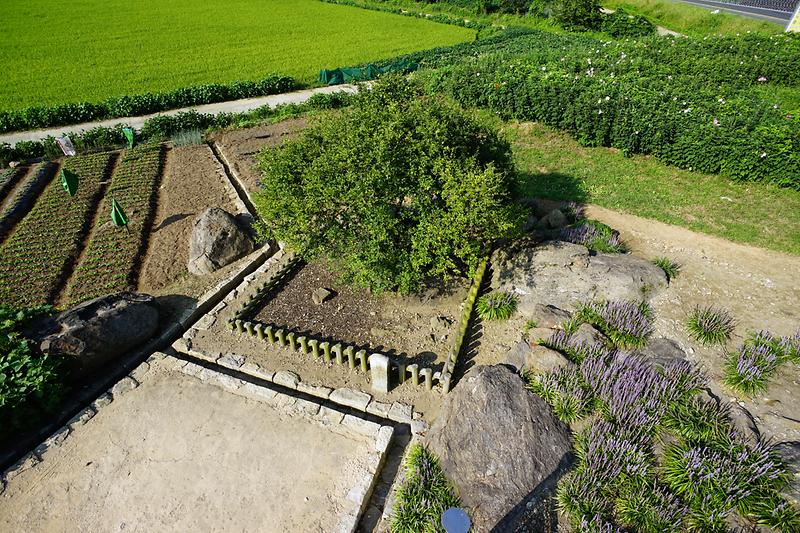 강화 사기리 탱자나무 사진4